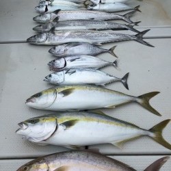 オーシャンキッズ 釣果