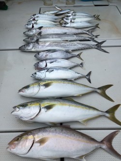 オーシャンキッズ 釣果