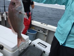 オーシャンキッズ 釣果
