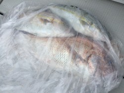 オーシャンキッズ 釣果