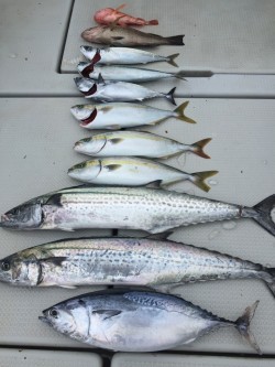 オーシャンキッズ 釣果