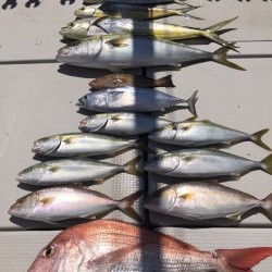 オーシャンキッズ 釣果