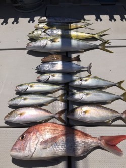 オーシャンキッズ 釣果