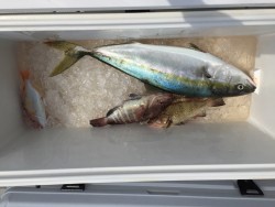 オーシャンキッズ 釣果