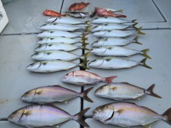 オーシャンキッズ 釣果