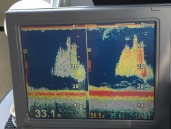 オーシャンキッズ 釣果