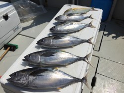 オーシャンキッズ 釣果