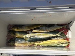 オーシャンキッズ 釣果