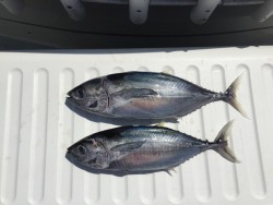 オーシャンキッズ 釣果