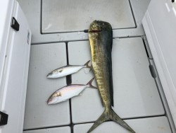 オーシャンキッズ 釣果