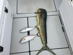 オーシャンキッズ 釣果