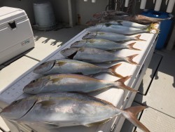 オーシャンキッズ 釣果