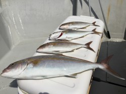 オーシャンキッズ 釣果