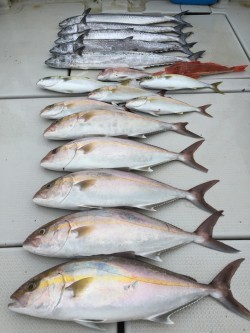 オーシャンキッズ 釣果