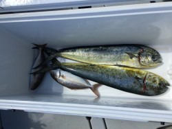 オーシャンキッズ 釣果