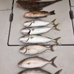 オーシャンキッズ 釣果