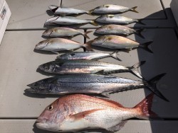 オーシャンキッズ 釣果