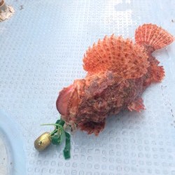 リトルワン 釣果