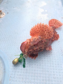 リトルワン 釣果