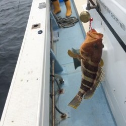 リトルワン 釣果