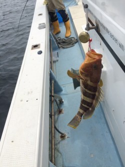 リトルワン 釣果