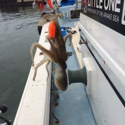 リトルワン 釣果