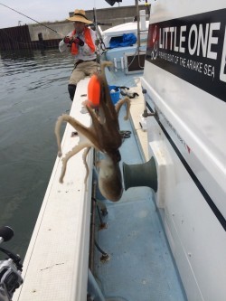 リトルワン 釣果