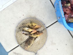 リトルワン 釣果