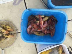 リトルワン 釣果