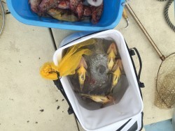 リトルワン 釣果