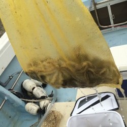 リトルワン 釣果