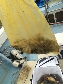 リトルワン 釣果