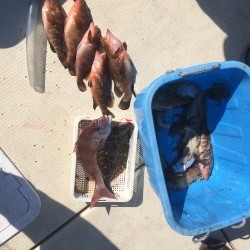 リトルワン 釣果