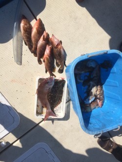 リトルワン 釣果