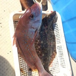 リトルワン 釣果