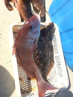 リトルワン 釣果