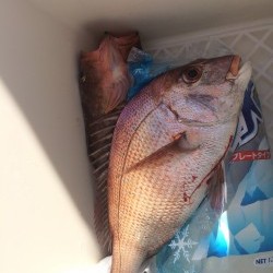 リトルワン 釣果