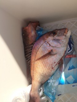 リトルワン 釣果