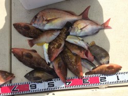 リトルワン 釣果