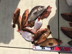 リトルワン 釣果