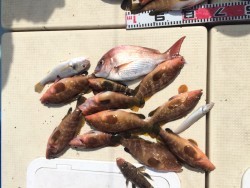 リトルワン 釣果