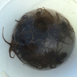 リトルワン 釣果