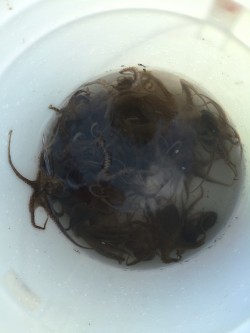 リトルワン 釣果