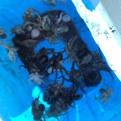 リトルワン 釣果