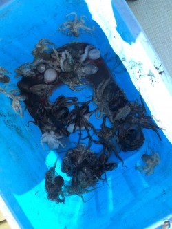 リトルワン 釣果