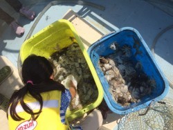 リトルワン 釣果