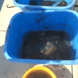 リトルワン 釣果