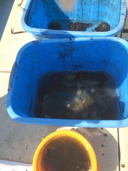 リトルワン 釣果