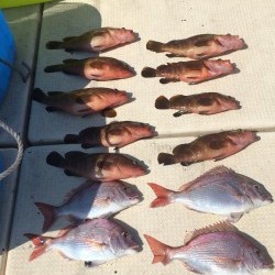 リトルワン 釣果