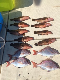 リトルワン 釣果